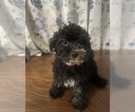 Small #11 Poodle (Miniature)