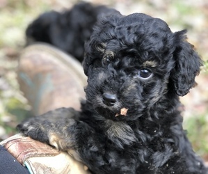 YorkiePoo Puppy for sale in STRUNK, KY, USA
