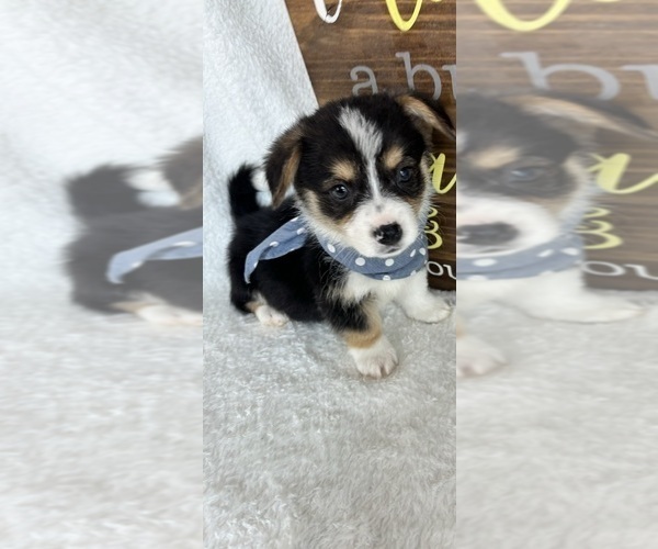 Medium Photo #1 Pembroke Welsh Corgi Puppy For Sale in GREENFIELD, IN, USA