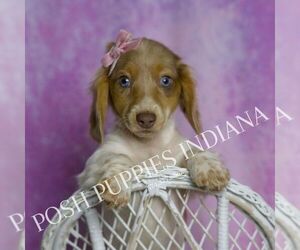 Dachshund Puppy for sale in WARSAW, IN, USA
