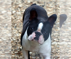 Father of the Boston Terrier puppies born on 01/18/2026