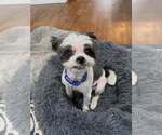 Small #22 Shih Tzu Mix