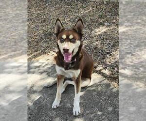 Huskies -Unknown Mix Dogs for adoption in San Antonio, TX, USA