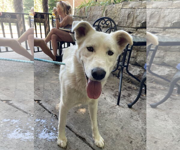 Medium Photo #3 Siberian Husky-Unknown Mix Puppy For Sale in Green Forest, AR, USA