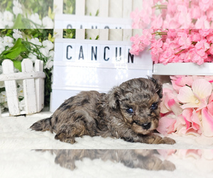 Poodle (Toy) Puppy for sale in COLLEGE STA, TX, USA