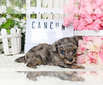 Image preview for Ad Listing. Nickname: CANCUN