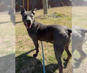 Chyanne-Adoption Fee $75! Diamond Dog! - Female Mutt Dog for Adoption - Photo #12