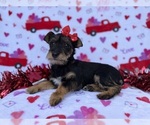 Small #3 Schnauzer (Miniature)