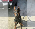 Small Doberman Pinscher Mix