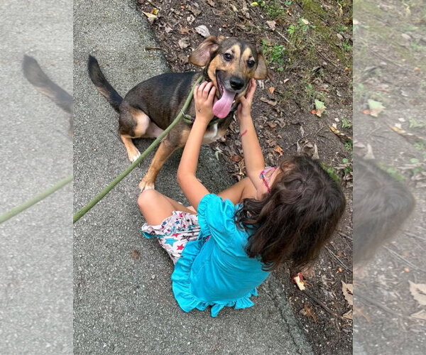 Medium Photo #3 Beagle-Unknown Mix Puppy For Sale in Frenchburg, KY, USA