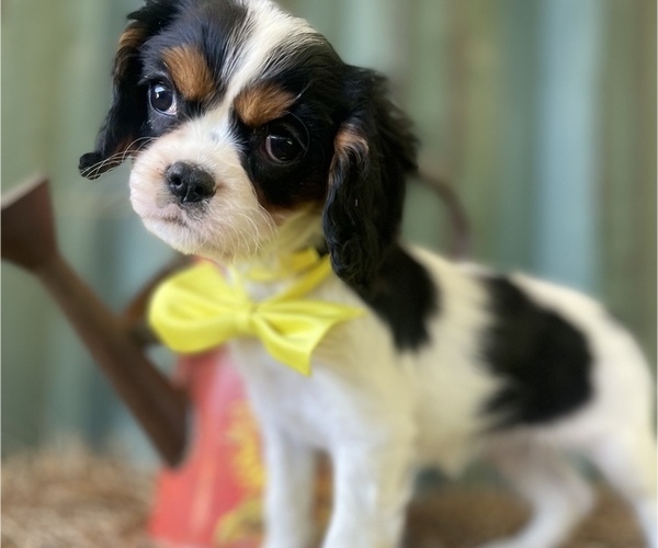 Medium Photo #2 Cavalier King Charles Spaniel Puppy For Sale in GAY, GA, USA