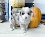 Small #3 Australian Shepherd