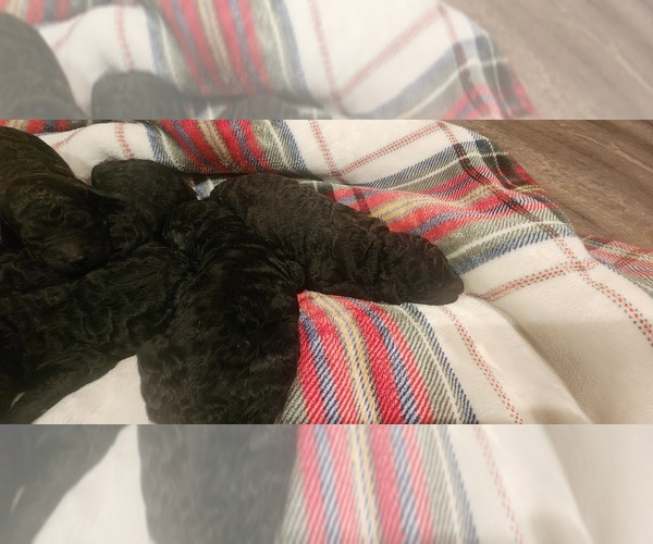 Medium Photo #1 Goldendoodle Puppy For Sale in GARLAND, TX, USA