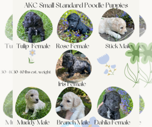 Poodle (Standard) Puppy for sale in KEIZER, OR, USA