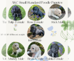 Small Photo #1 Poodle (Standard) Puppy For Sale in KEIZER, OR, USA