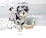 Small Photo #5 Poovanese Puppy For Sale in MARIETTA, GA, USA