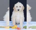 Small Photo #4 Labradoodle Puppy For Sale in FREDERICKSBURG, OH, USA