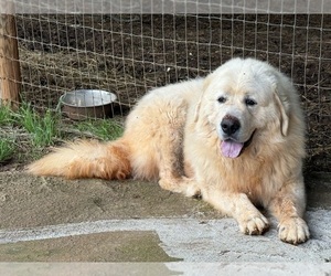 Father of the Great Pyrenees puppies born on 07/05/2025