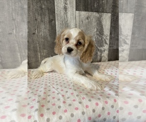 Cocker Spaniel Puppy for sale in CANOGA, NY, USA
