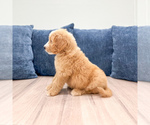 Small Photo #40 Goldendoodle (Miniature) Puppy For Sale in MILLERSBURG, OH, USA
