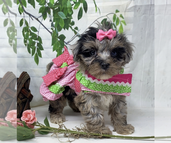 Medium Photo #5 Yorkipoo Puppy For Sale in SELLERSBURG, IN, USA