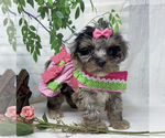 Small #4 Yorkipoo