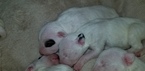 Small Photo #26 Bull Terrier Puppy For Sale in JACKSON, MI, USA