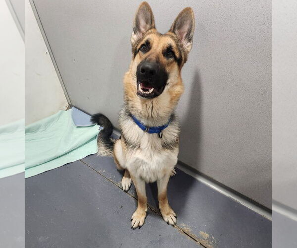 Medium Photo #1 German Shepherd Dog Puppy For Sale in Walnutport, PA, USA