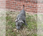 Small #5 American Bully