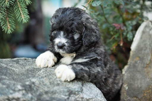 Medium Photo #1 Pyredoodle Puppy For Sale in BOWLING GREEN, OH, USA