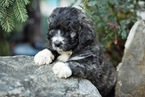 Small Photo #1 Pyredoodle Puppy For Sale in BOWLING GREEN, OH, USA