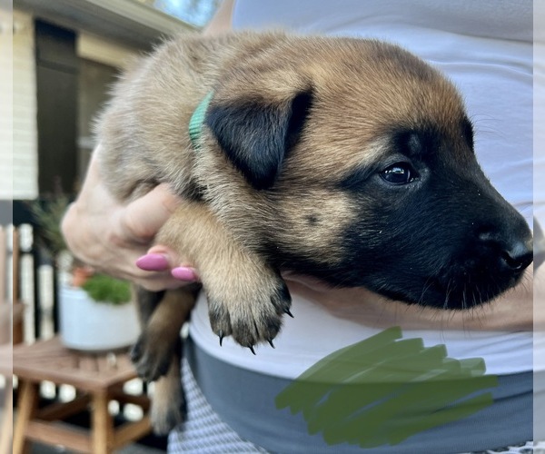 Medium Photo #14 Belgian Malinois Puppy For Sale in NASHVILLE, TN, USA