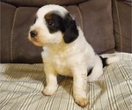Small #2 Bernedoodle (Miniature)