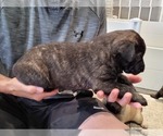 Puppy 2 Dutch Shepherd Dog