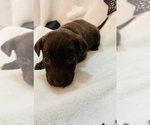 Small Photo #2 Labrador Retriever Puppy For Sale in SALISBURY, MD, USA