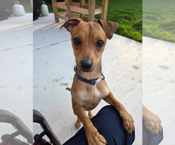 Medium Photo #1 Chiweenie Puppy For Sale in Virginia Beach, VA, USA