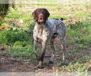 Father of the German Shorthaired Pointer puppies born on 05/08/2022