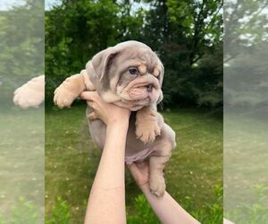 English Bulldog Dogs for adoption in SIMI VALLEY, CA, USA