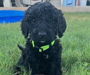 Labradoodle Puppy for Sale in KYLE, Texas USA