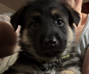 German Shepherd Dog Puppy for sale in SACRAMENTO, CA, USA