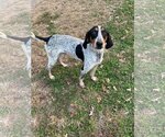 Small Photo #2 Bluetick Coonhound Puppy For Sale in Low Moor, VA, USA
