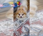 Small #1 Pomeranian