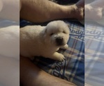 Puppy Puppy 3 Chow Chow