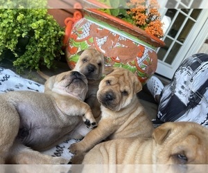 Chinese Shar-Pei Puppy for sale in FORT WORTH, TX, USA