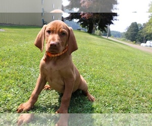 Vizsla Puppy for sale in SCHDY, NY, USA