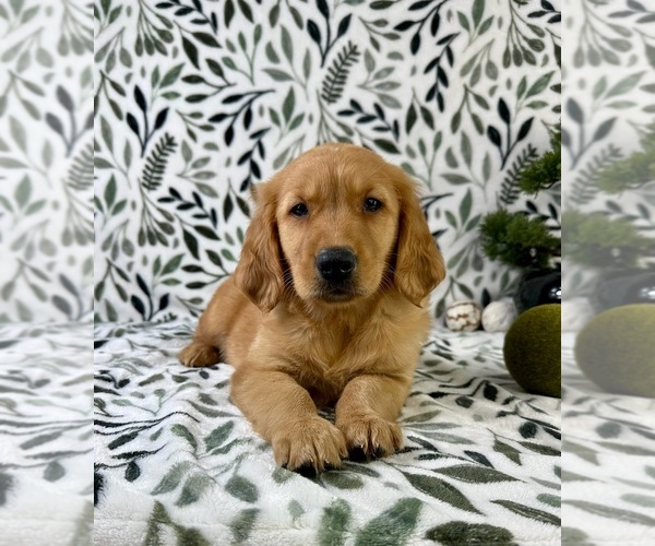 Medium Photo #3 Golden Retriever Puppy For Sale in GREENFIELD, IN, USA