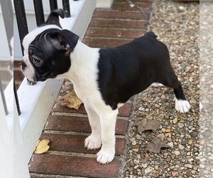 Boston Terrier Puppy for sale in WILLIAMSBURG, VA, USA