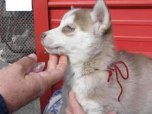 Siberian Husky Puppy for sale in SCOTTSBORO, AL, USA