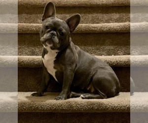 Mother of the French Bulldog puppies born on 12/20/2021