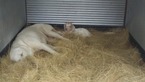 Small Photo #18 Anatolian Shepherd-Great Pyrenees Mix Puppy For Sale in CALVIN, OK, USA